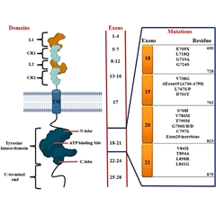 EGFR-TKI