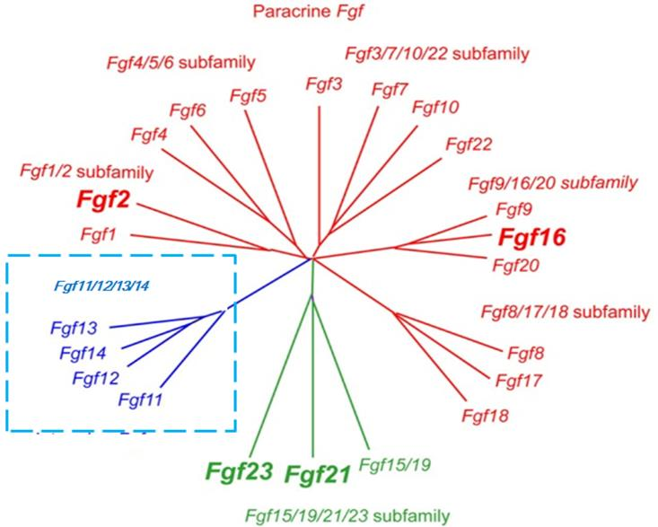 FGF21