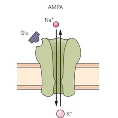 AMPA受体正变构调节剂